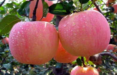 Hasil gambar untuk manfaat buah apel untuk kesehatan
